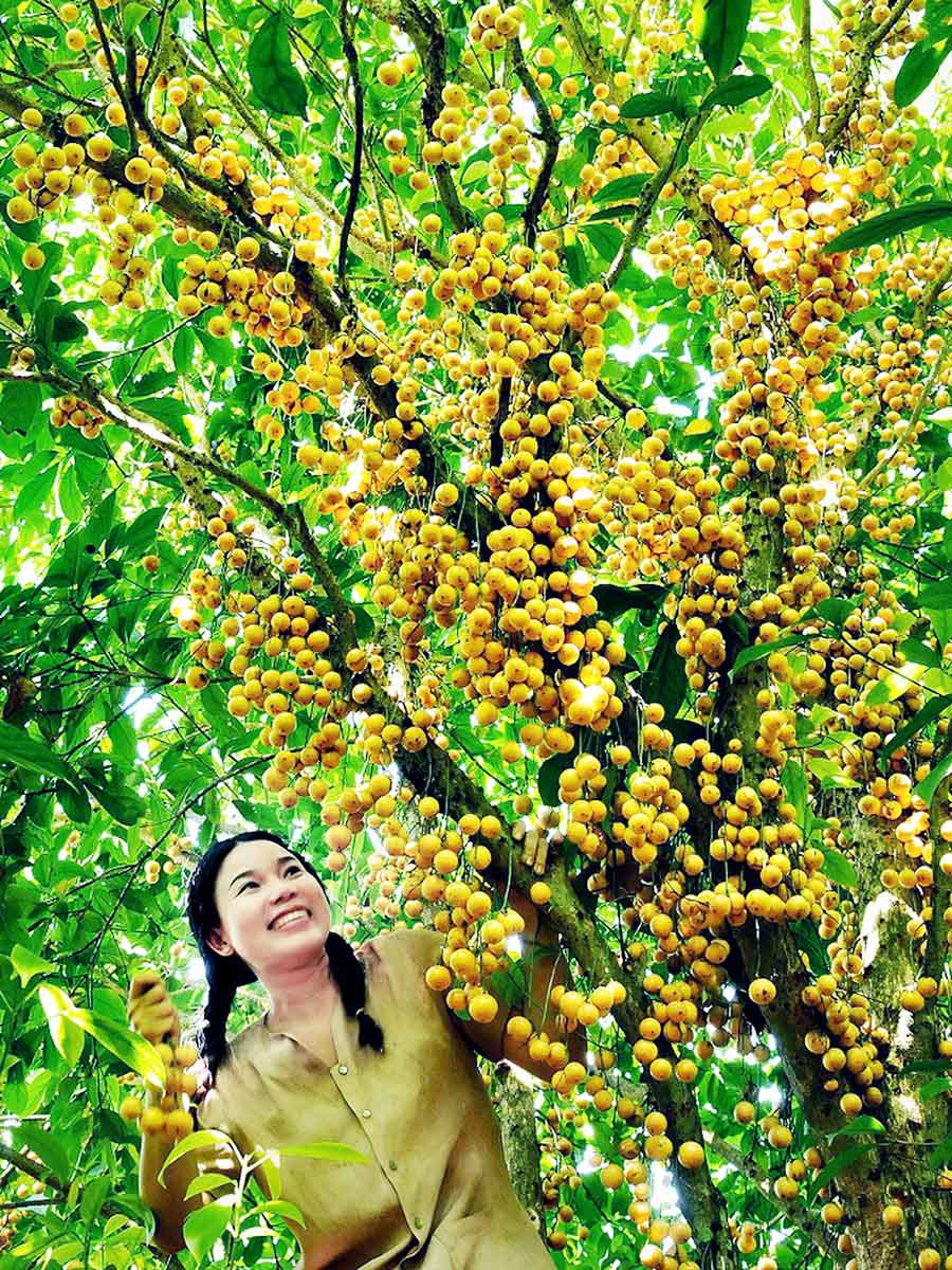 Cai-Mon-fruit-orchard