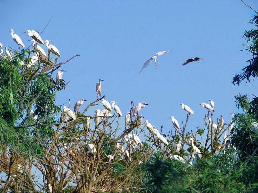 Vam-Ho-Bird-Sanctuary